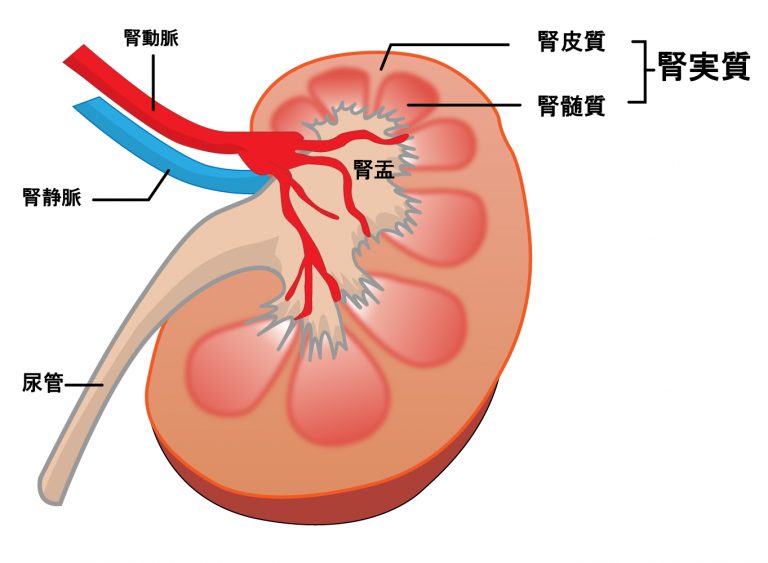 腎臓の働き | 市川駅前本田内科クリニック