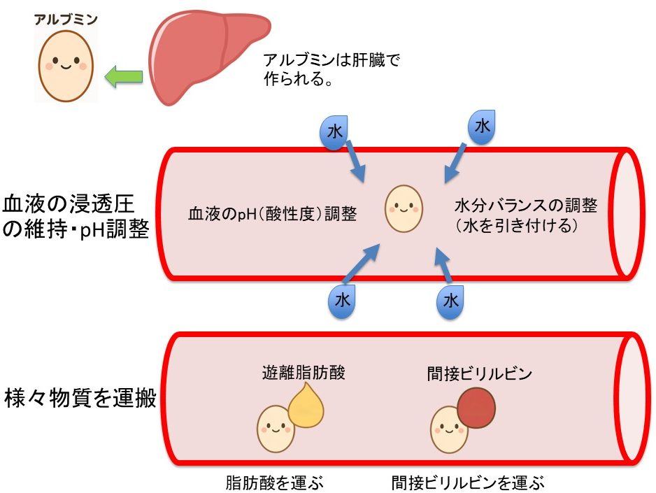 アルブミンが低いとどうなる?ー原因・症状・改善策 | 市川駅前本田内科クリニック
