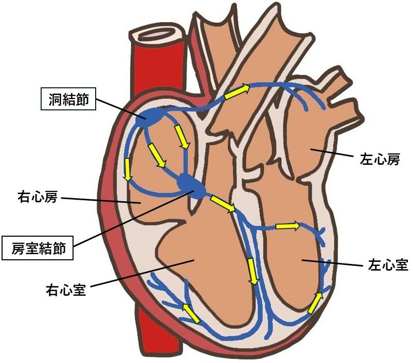 正常な刺激伝導。洞結節からの規則正しい電気信号